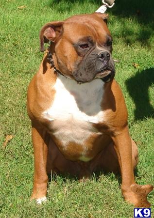 Stud Dogs in MA